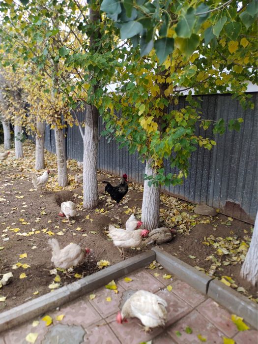 Куры несушки и петух
