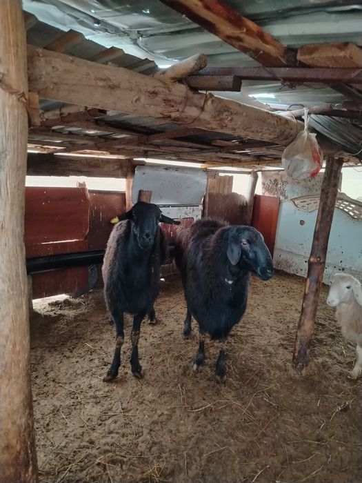 Гиссар қошқар ұрықтықка