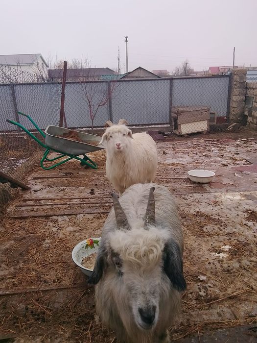 Еки ешки сатылады