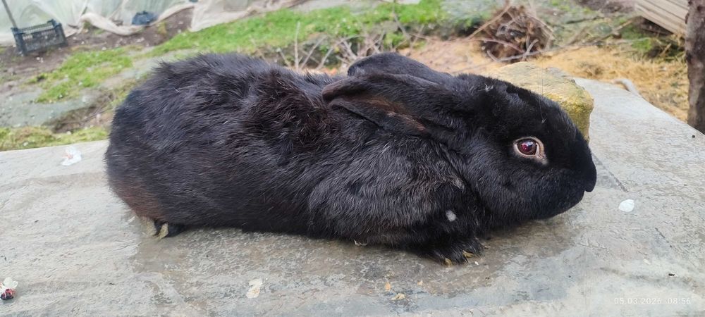 Quyon sotiladi (sames)