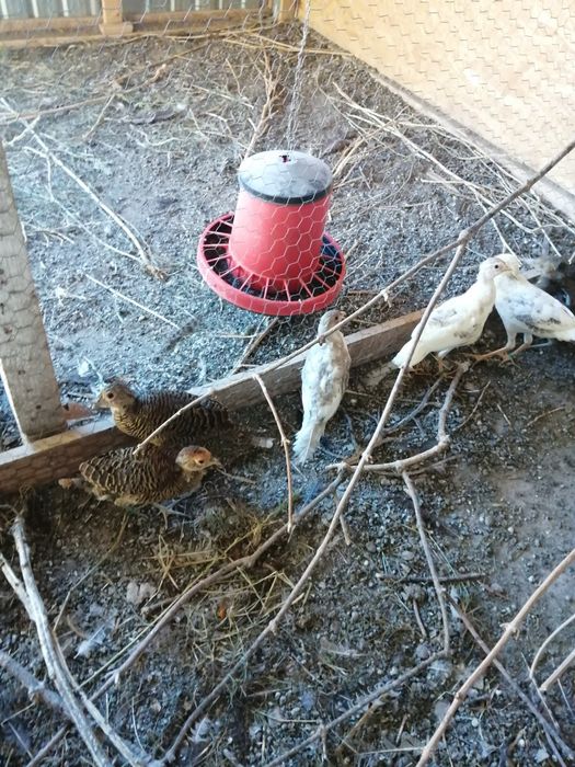 Fazani auriu pe roșu, galben și piersică, mai am doar băieți.