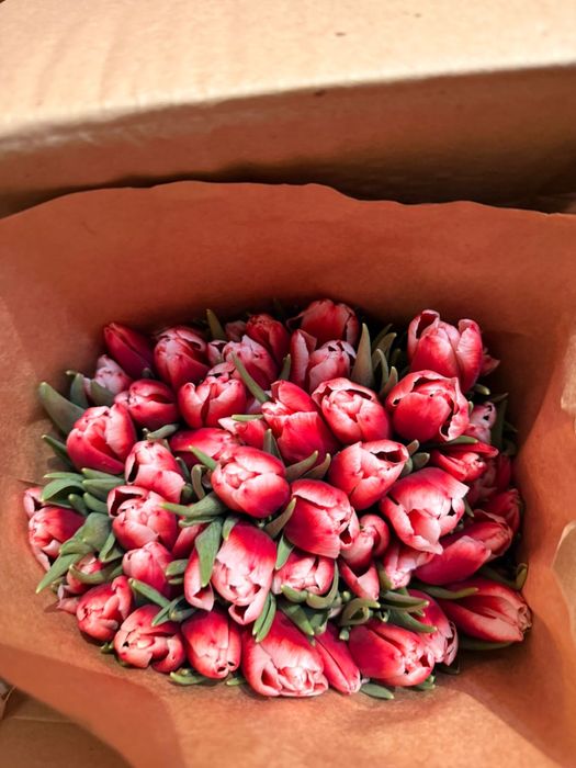 Тюльпан оптом Семей