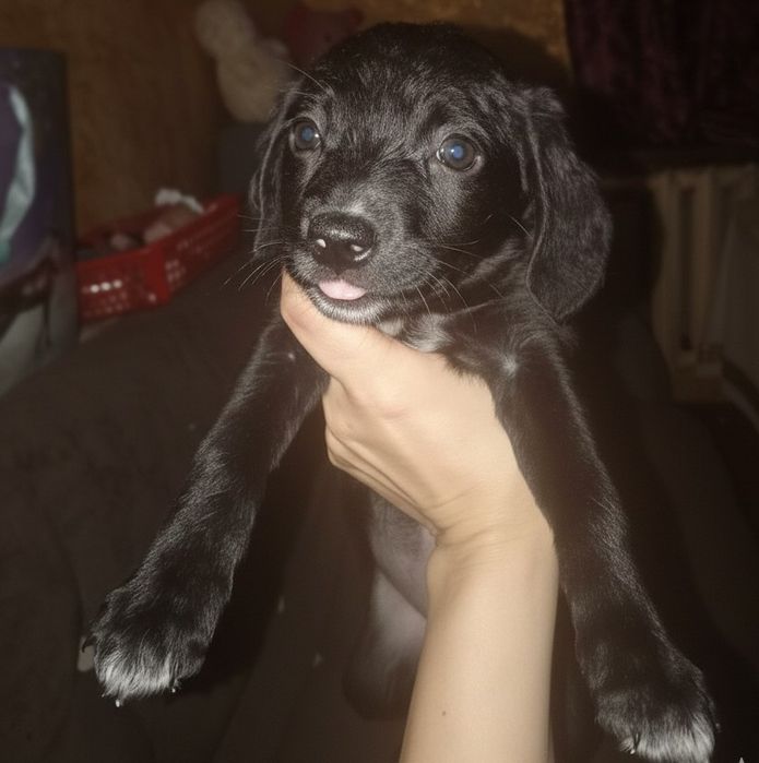 Щенки метисы самоеда