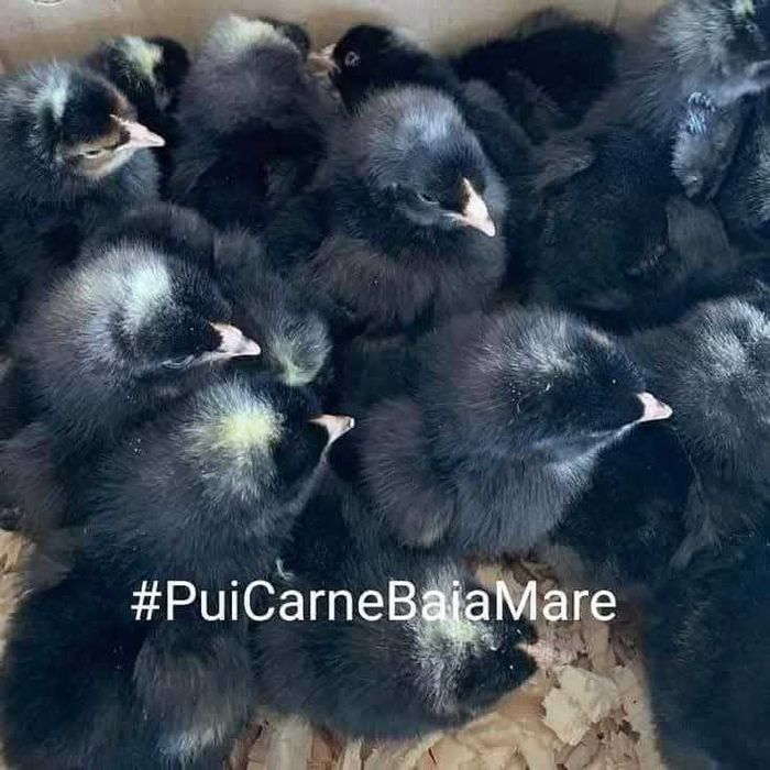 Pui de carne , pui de rasa mixta , puicute ouatoare si boboci de rata