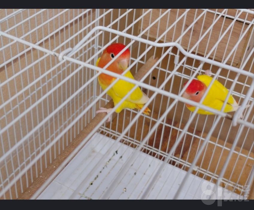 Nerazlushniki Lovebirds sotiladi Parasi bilan