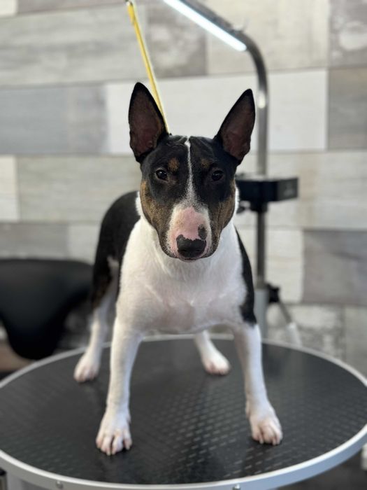 Груминг Pet Barber Варна