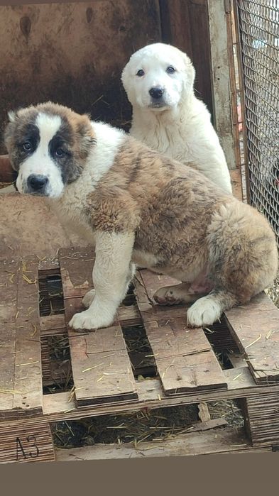 Щенки Алабая САО