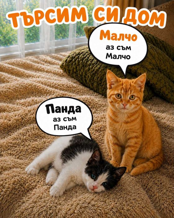 Котенца си търсят дом