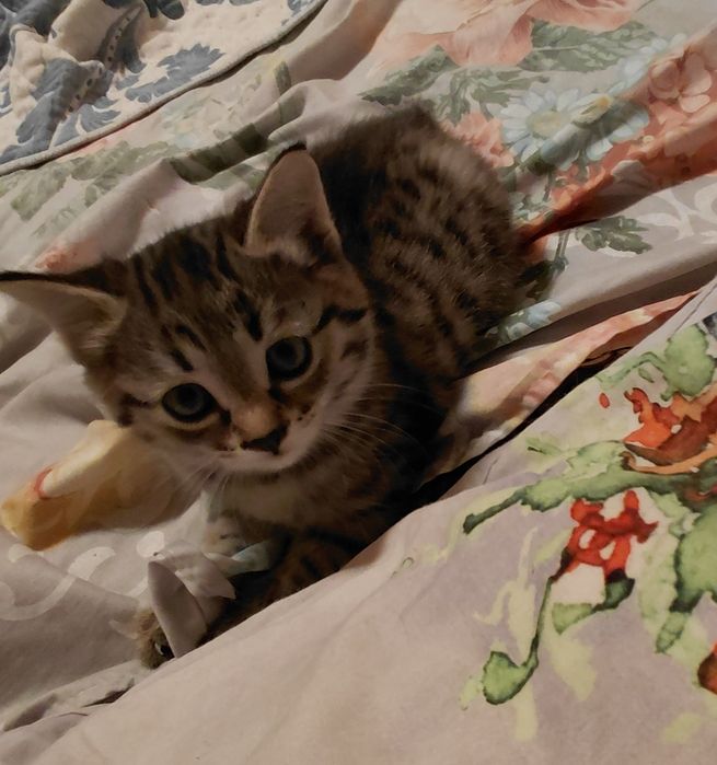Котенок 2 месяца