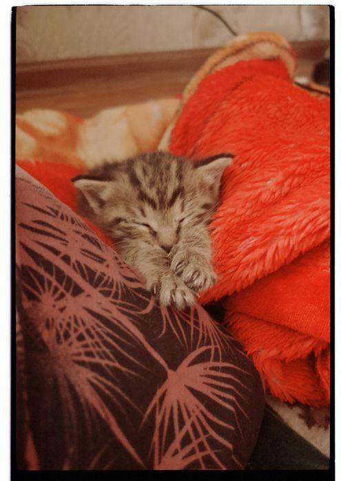 мальчик котенок ищет дом и семью