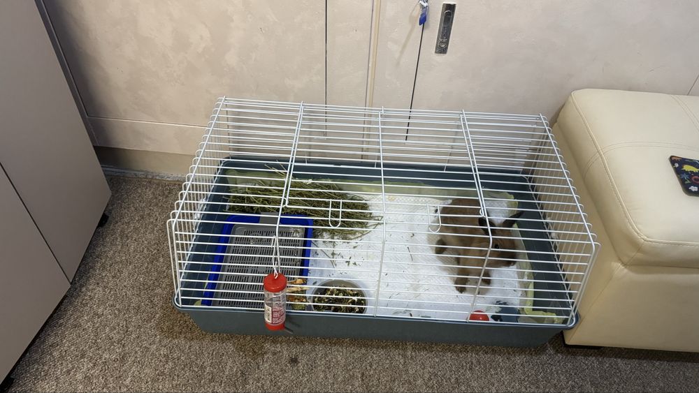 Декоративный кролик