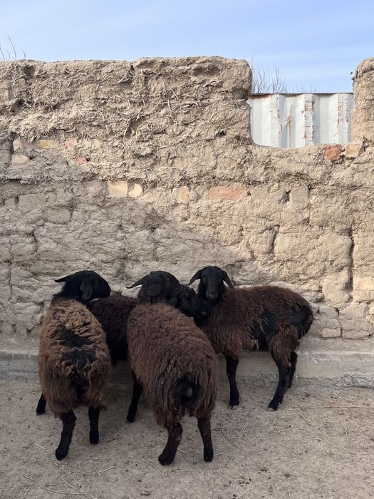 Семіз Тоқты сатылады