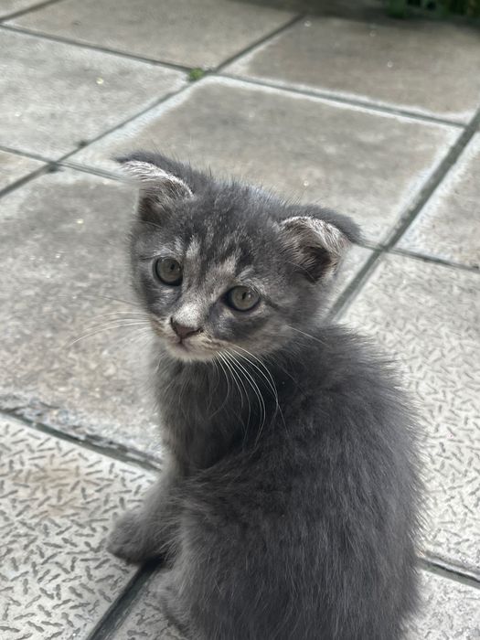 Шотландские котята