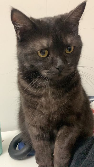 Кошечка скоттиш страйт