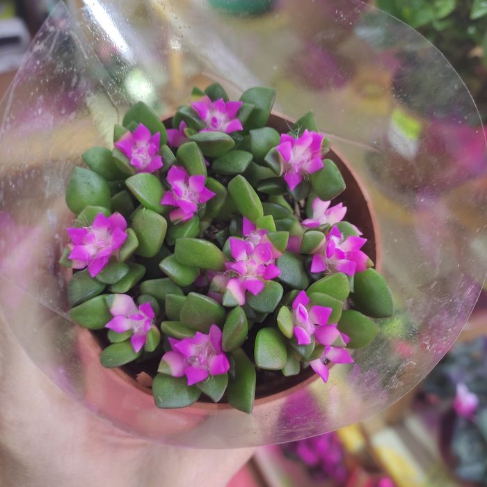 Кактусы и суккуленты в ассортименте