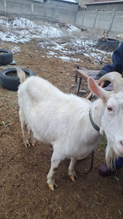 Заенские козы продам