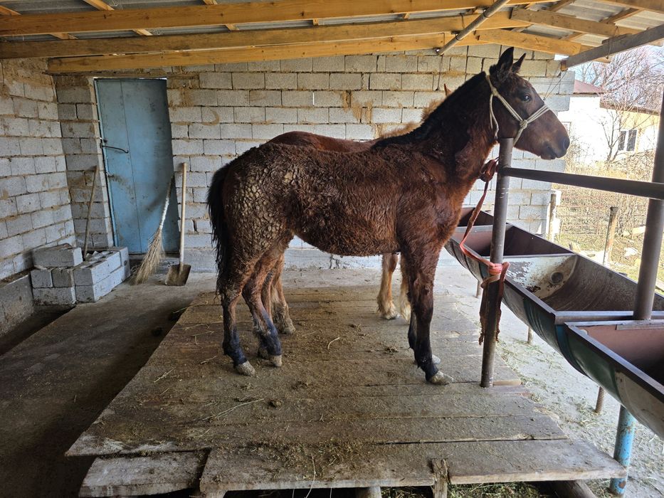 Жабагы ургашы...