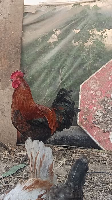 Vând cocos Marans de anul trecut