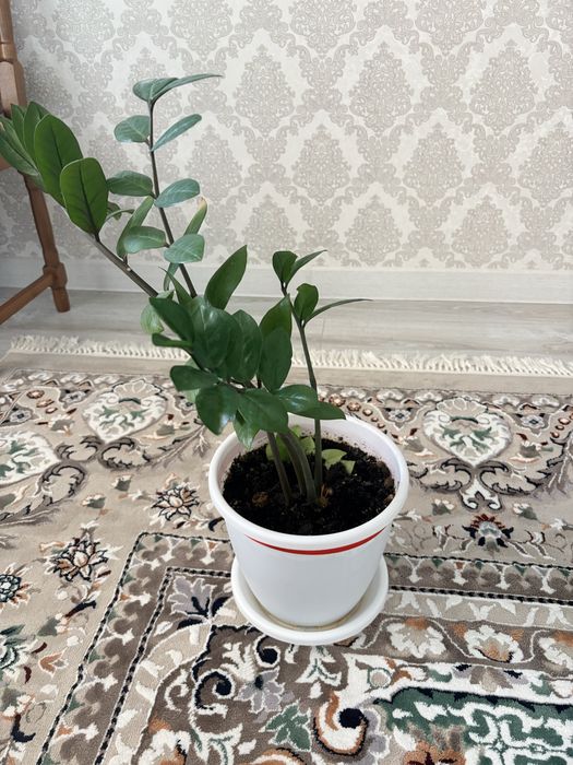 Цветы домашние с горшками