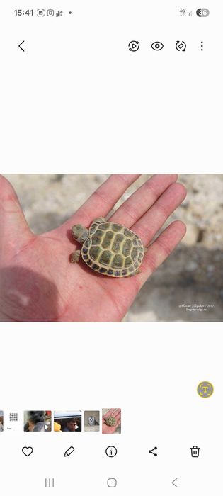 Черепаха Toshbaqa