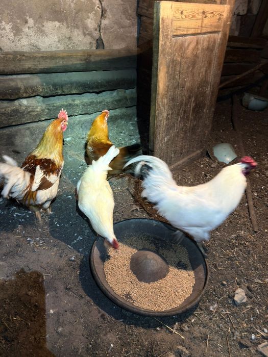 Продам петухов !