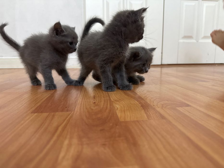 Продам котят британской короткошерстной