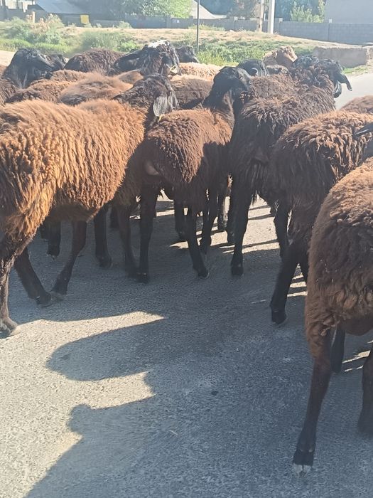 Прадам токты қошқар 26 бас