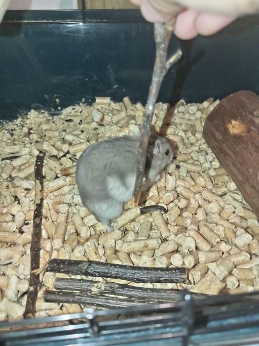 Прадам хомяка за 500тг