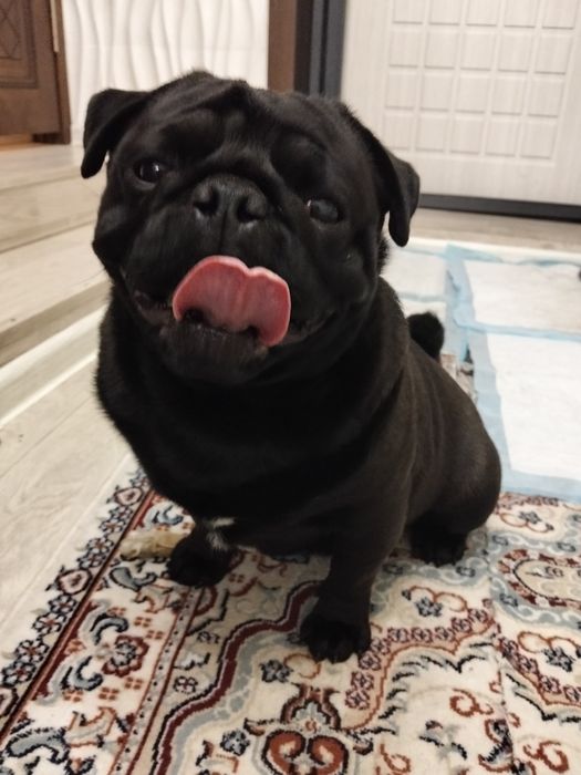 Вязка Мопс по кличке Чудо. 50000