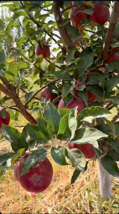 Яблоневый сад 5 га