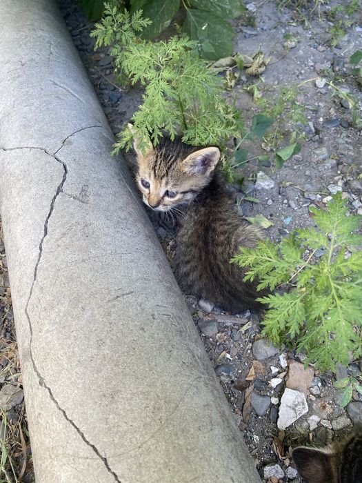 Отдам котят бесплатно