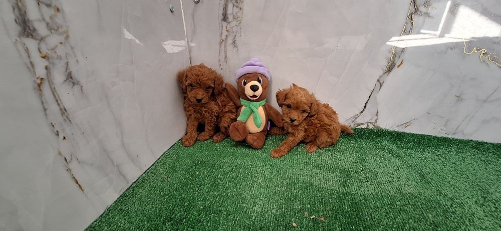 Той пудел бебета