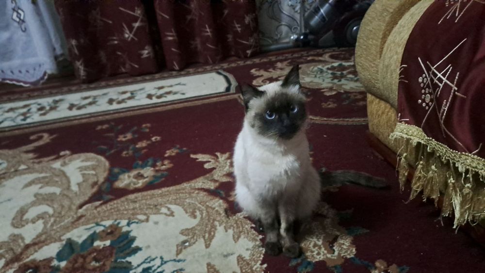 Siyam mushuk sotiladi erkaga va ayoli bir yosh