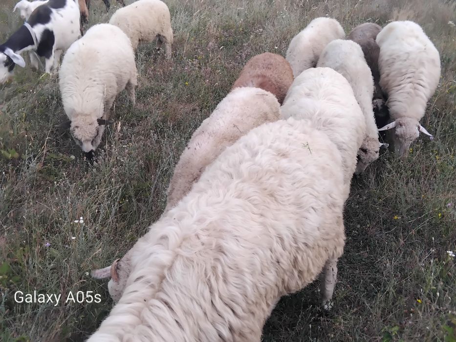 Vând 7 oi tinere,un berbec tânăr și 3 mielute