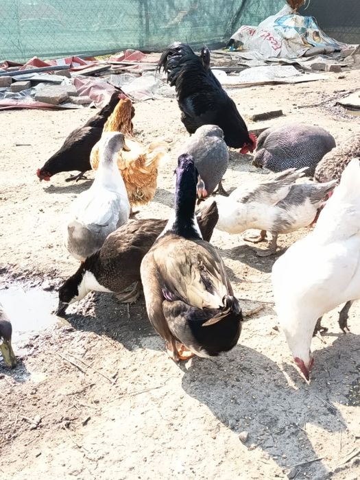 Vând rățoi tineri