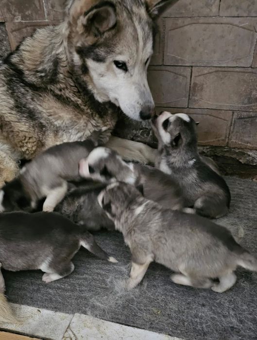 Продам щенков срочно