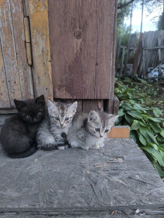 Котята в хорошие руки