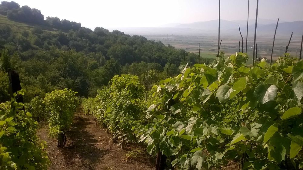 Teren cu vita de vie comuna Cristian judetul Sibiu