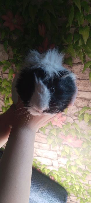 Продам морскую свинку