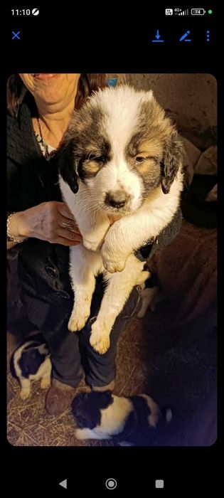 Каракачани на 2 месеца и 10 дни