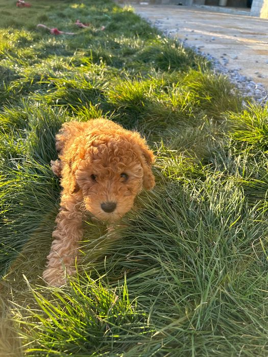 Пудел мини женско априкот(праскова )