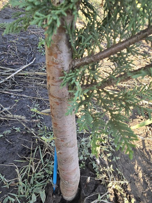 Leylandi de vânzare