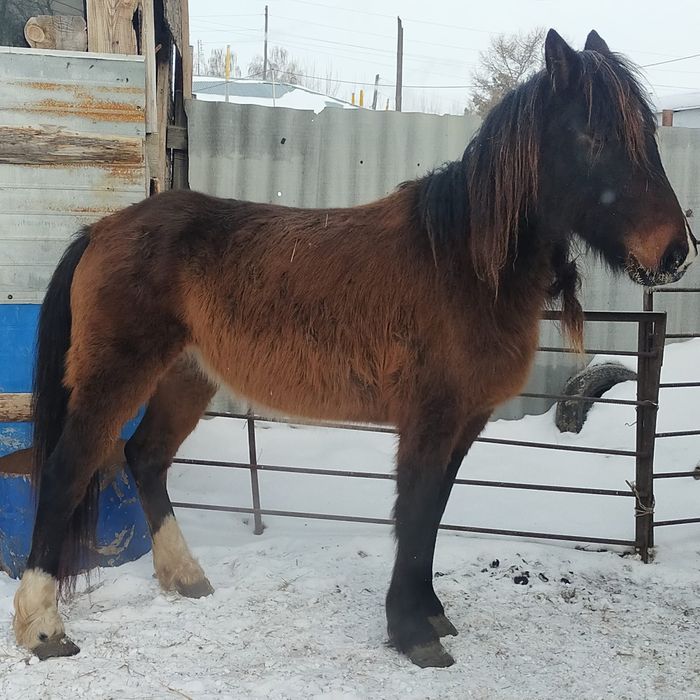 Жеребая кобыла 6лет 700 торг