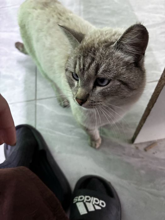 Кот ищет дом, очень добрый и ласковый