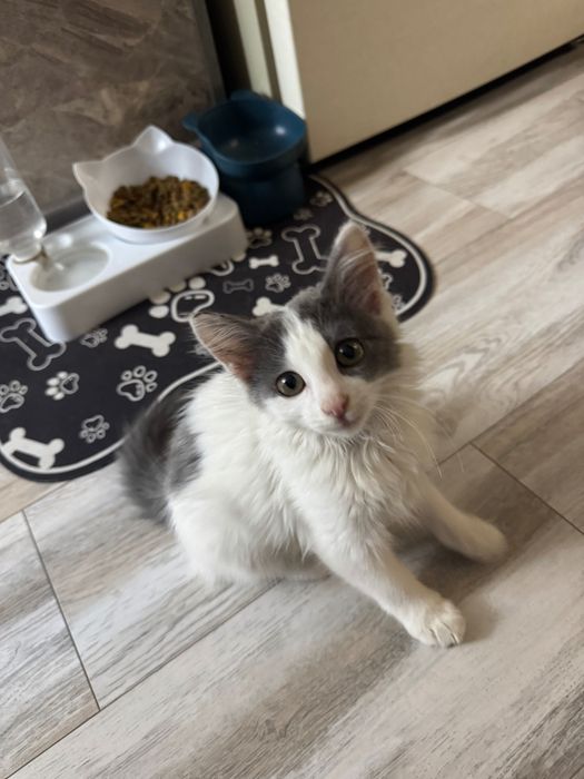 Котята маленькие домашние