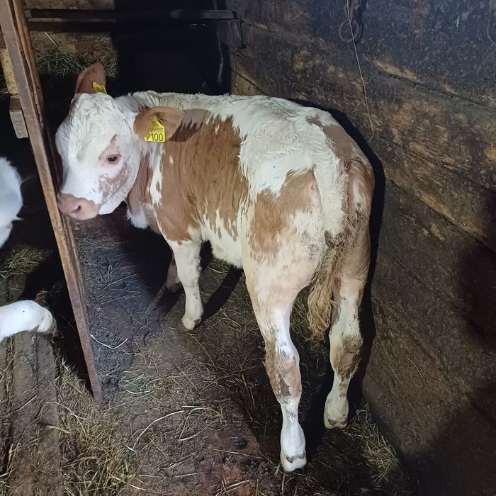 Vând vaca bălțată