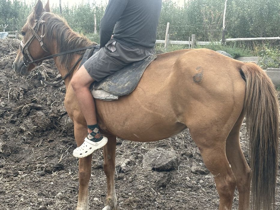 Мерин лошадь конь пишпе пішпе
