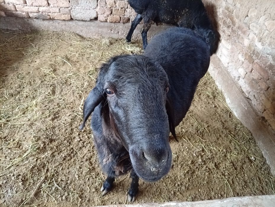 Qoy sotiladi uyda boqilgan yaxshi qoy