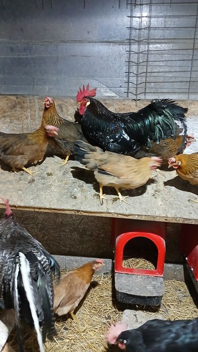 Gaini si puicute italiene