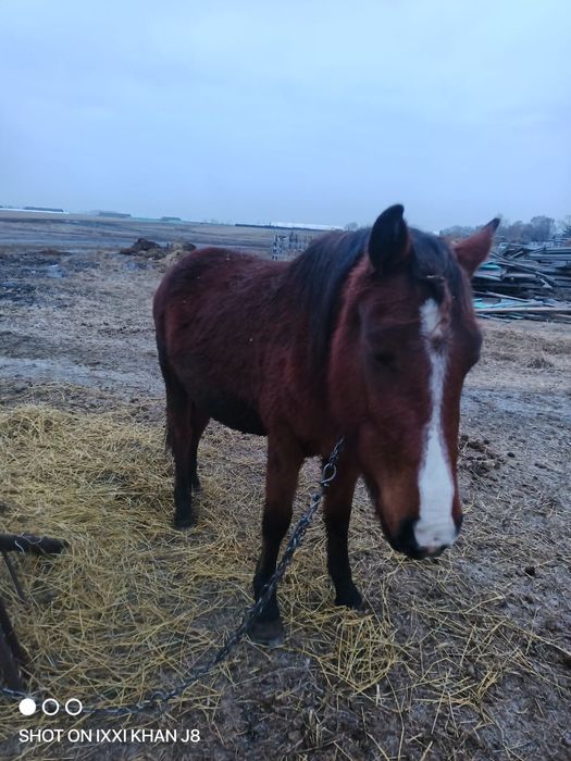 Продам кобылу жрёбую